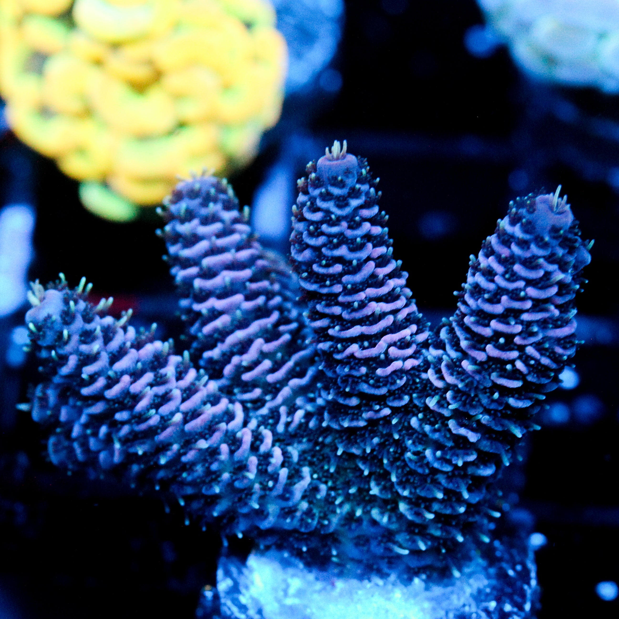 JC Purple Ash