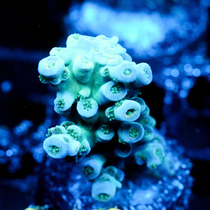 JC Iceberg
