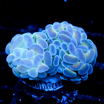 JC Blues Clues Hammer