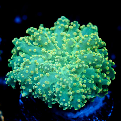 JC Neon Yellow tip Octo
