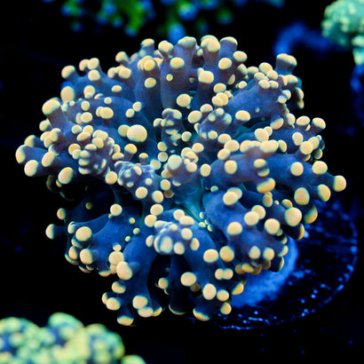 JC Orange Monster Octo