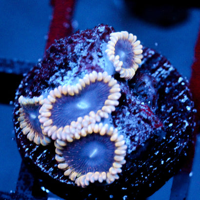 JC Mesosphere Zoanthid
