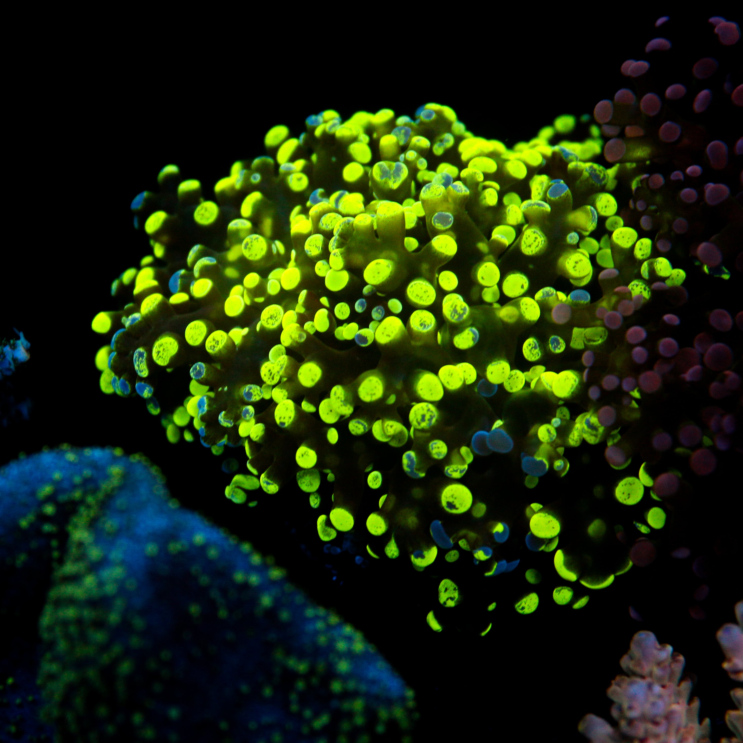 JC Ultra Splatter Frogspawn