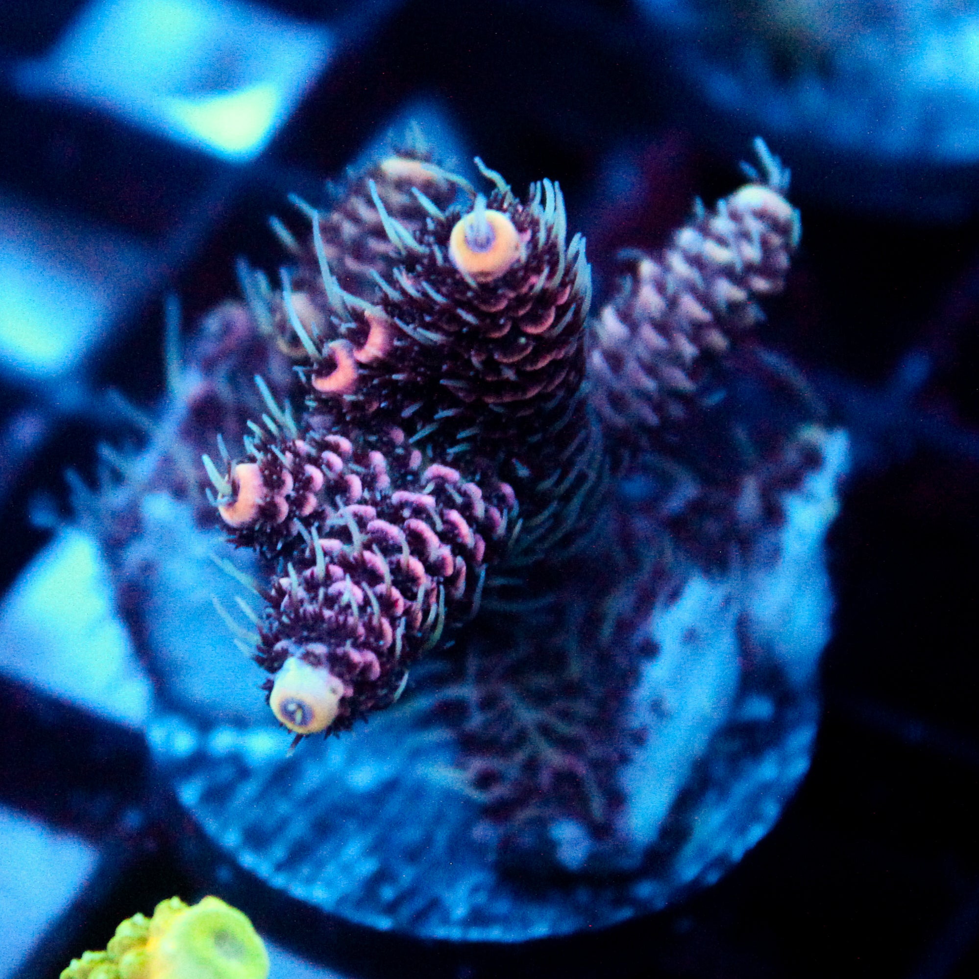 JC Purple Flux Acro
