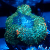 JC Cuprum Calamity Rhodactis