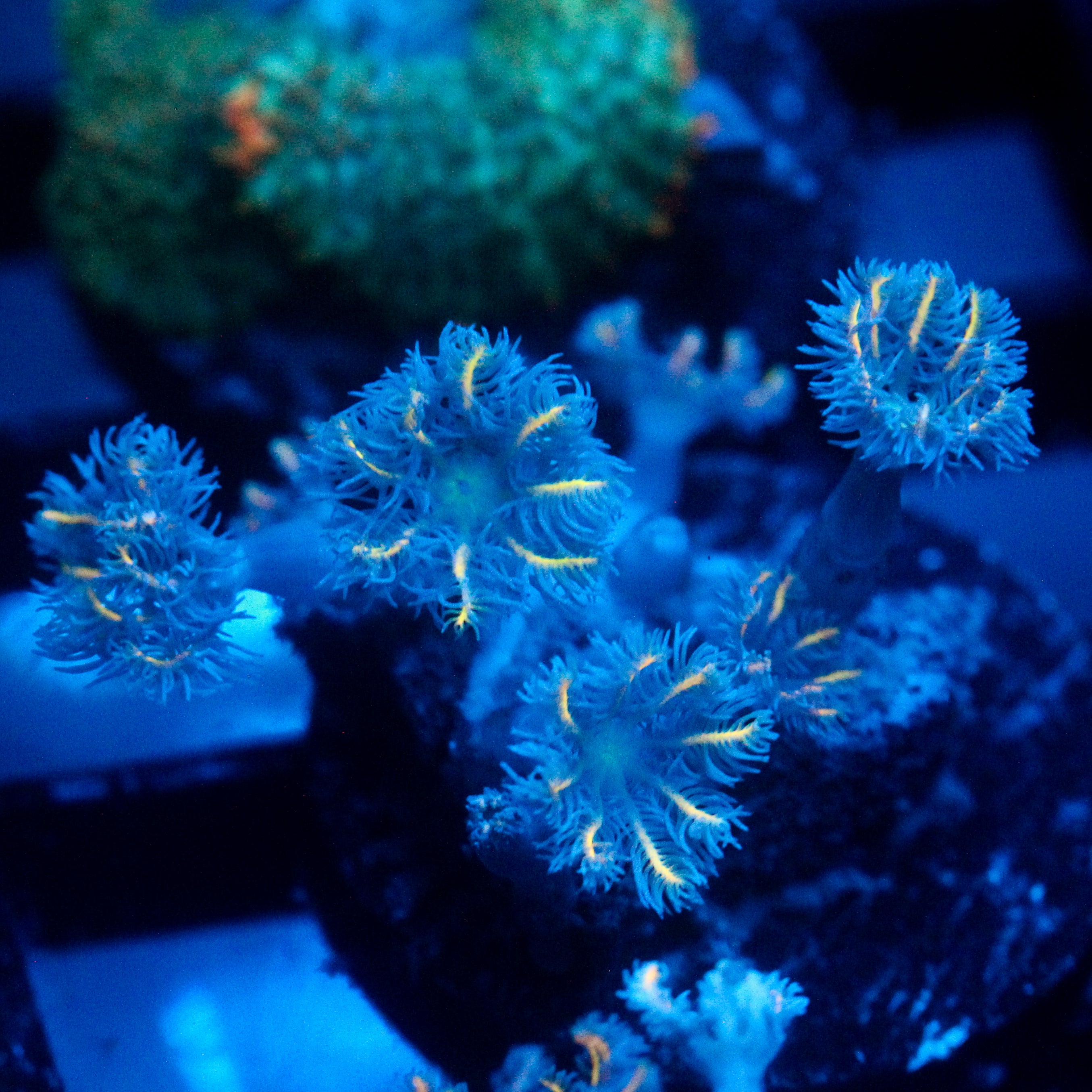 JC Orange Tip Clove Polyp