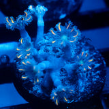 JC Orange Tip Clove Polyp