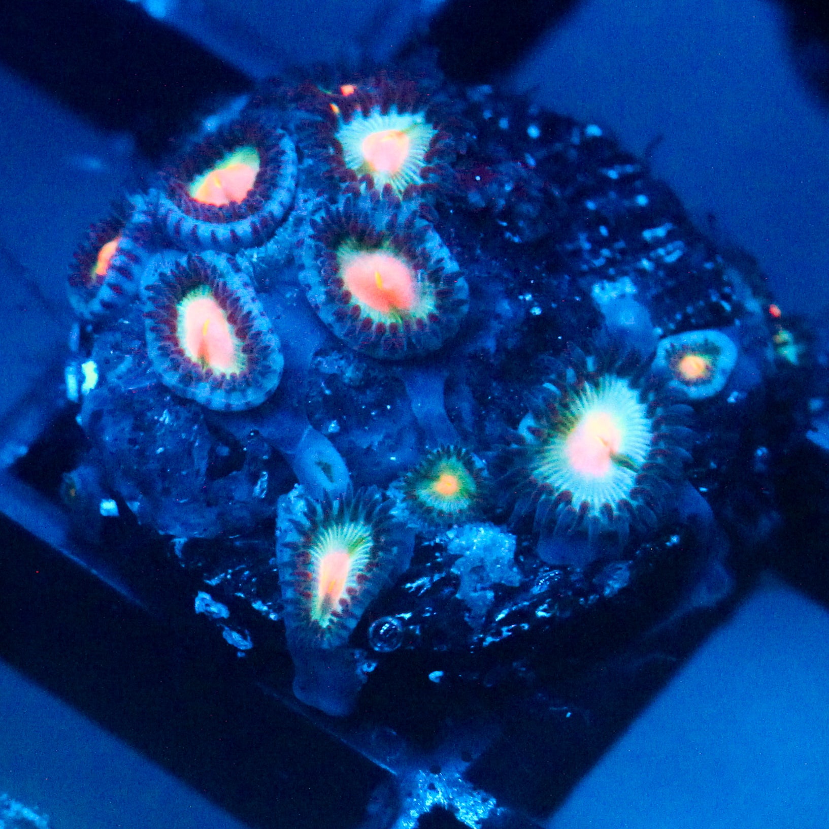 JC Blue Raven Zoanthid