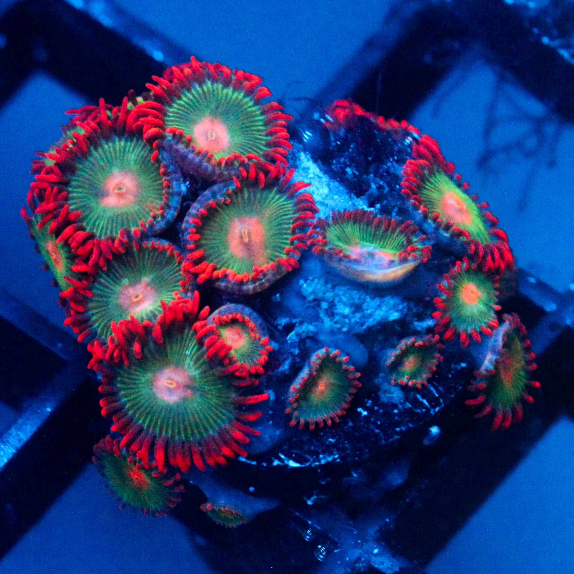 JC Gatorade Zoanthids