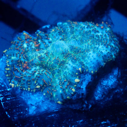JC Cuprum Calamity Rhodactis