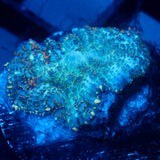 JC Cuprum Calamity Rhodactis
