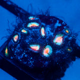 JC Blue Raven Zoanthid
