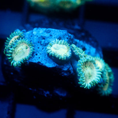 JC Hawaiian Ding Dang Zoanthid