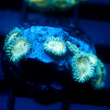 JC Hawaiian Ding Dang Zoanthid