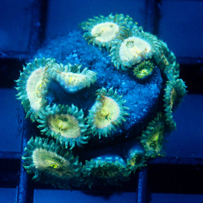 JC Hawaiian Ding Dang Zoanthid