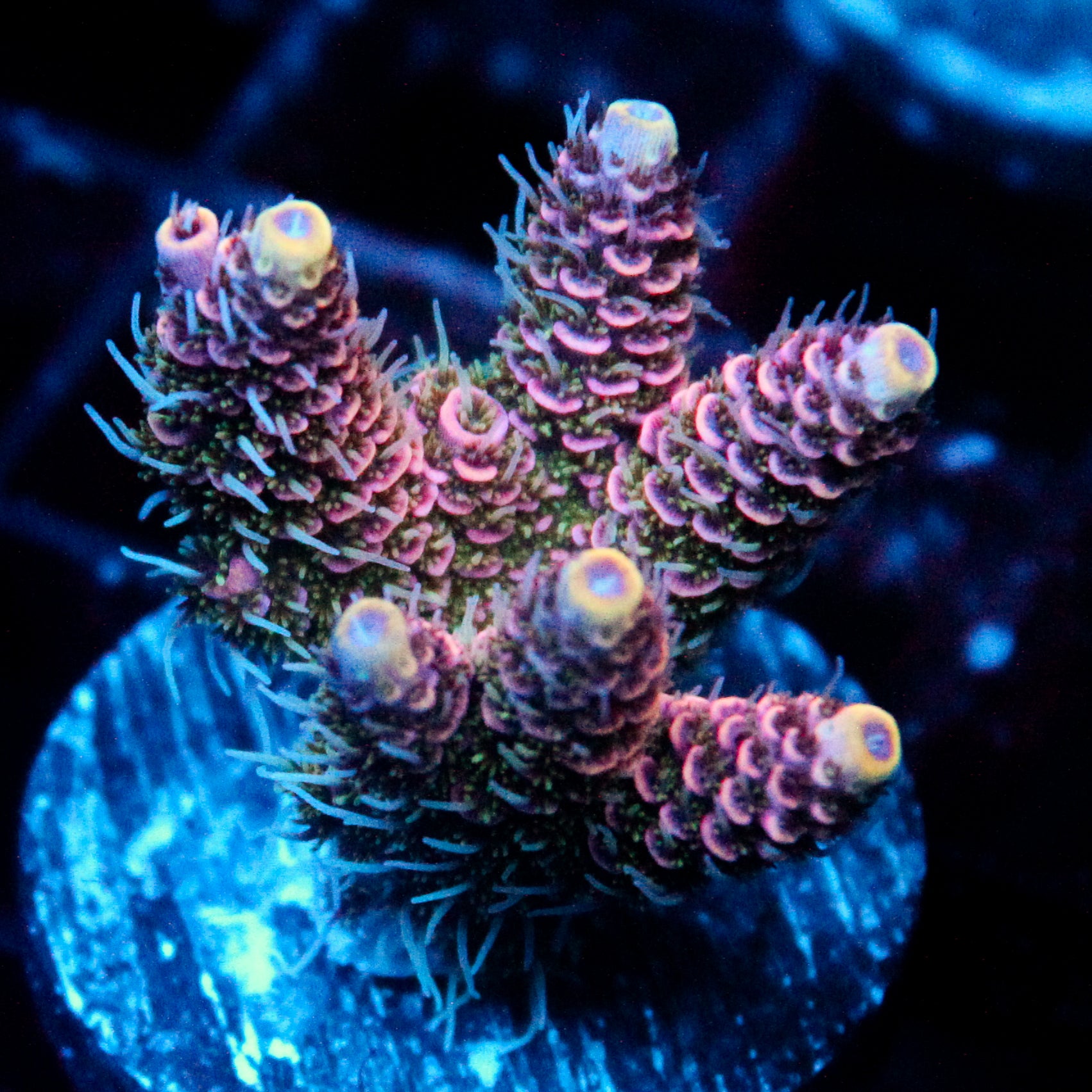 JC Pink Kiss Acro