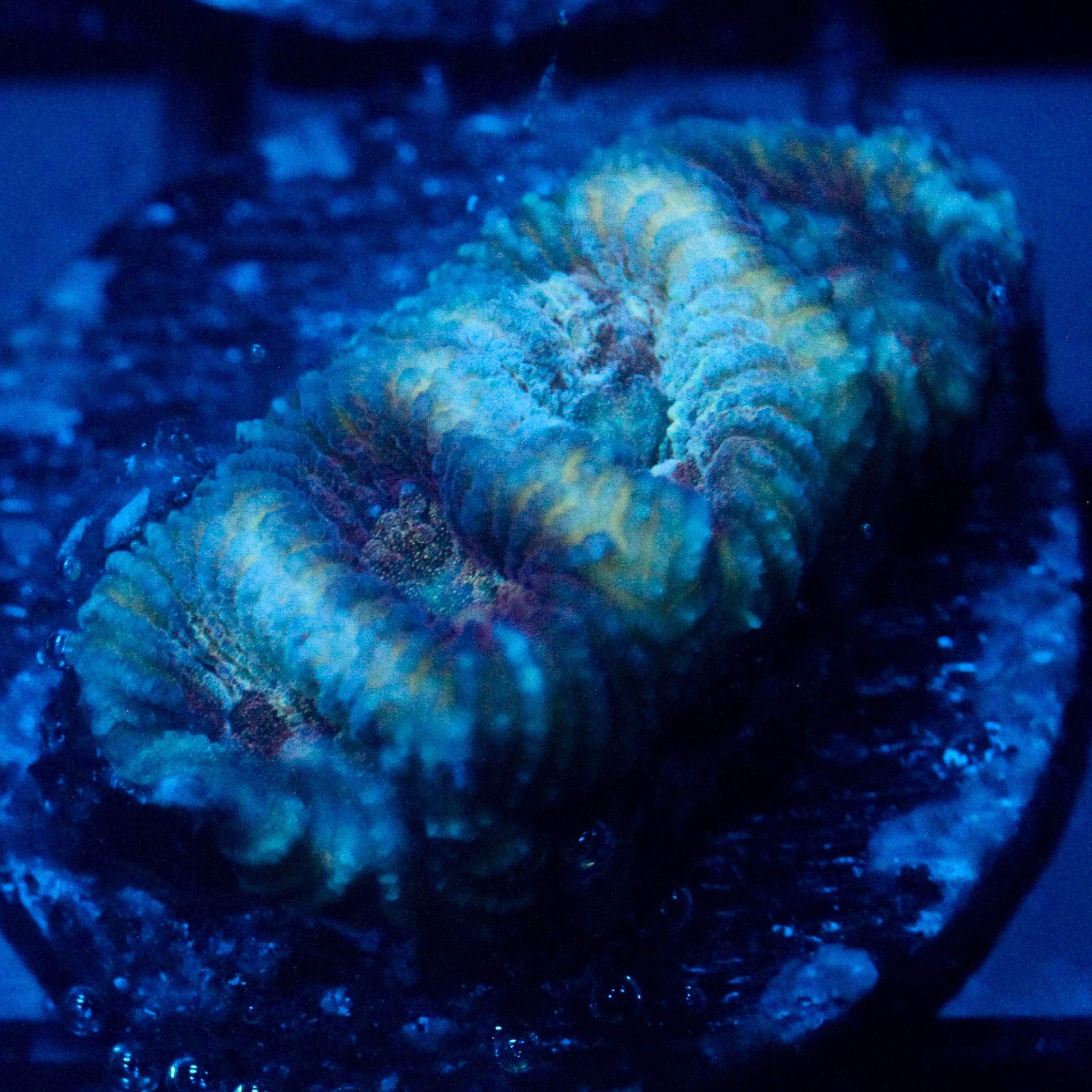 JC War torn Favia