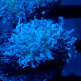 JC Fuzzy Mushroom