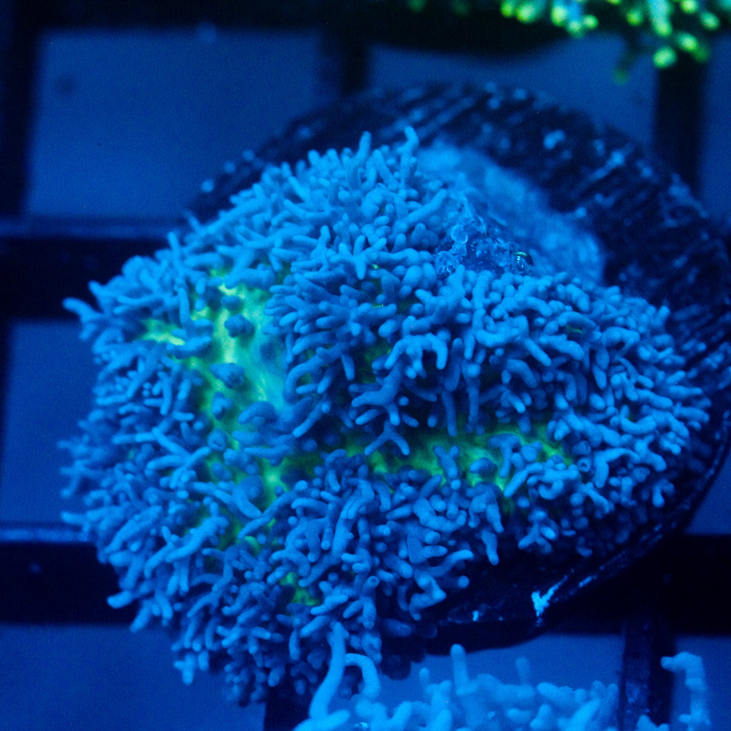 JC Fuzzy Mushroom
