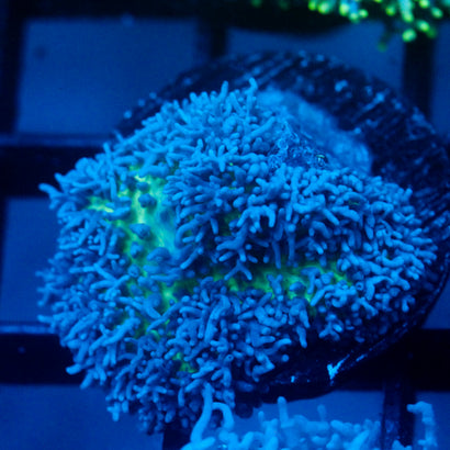 JC Fuzzy Mushroom
