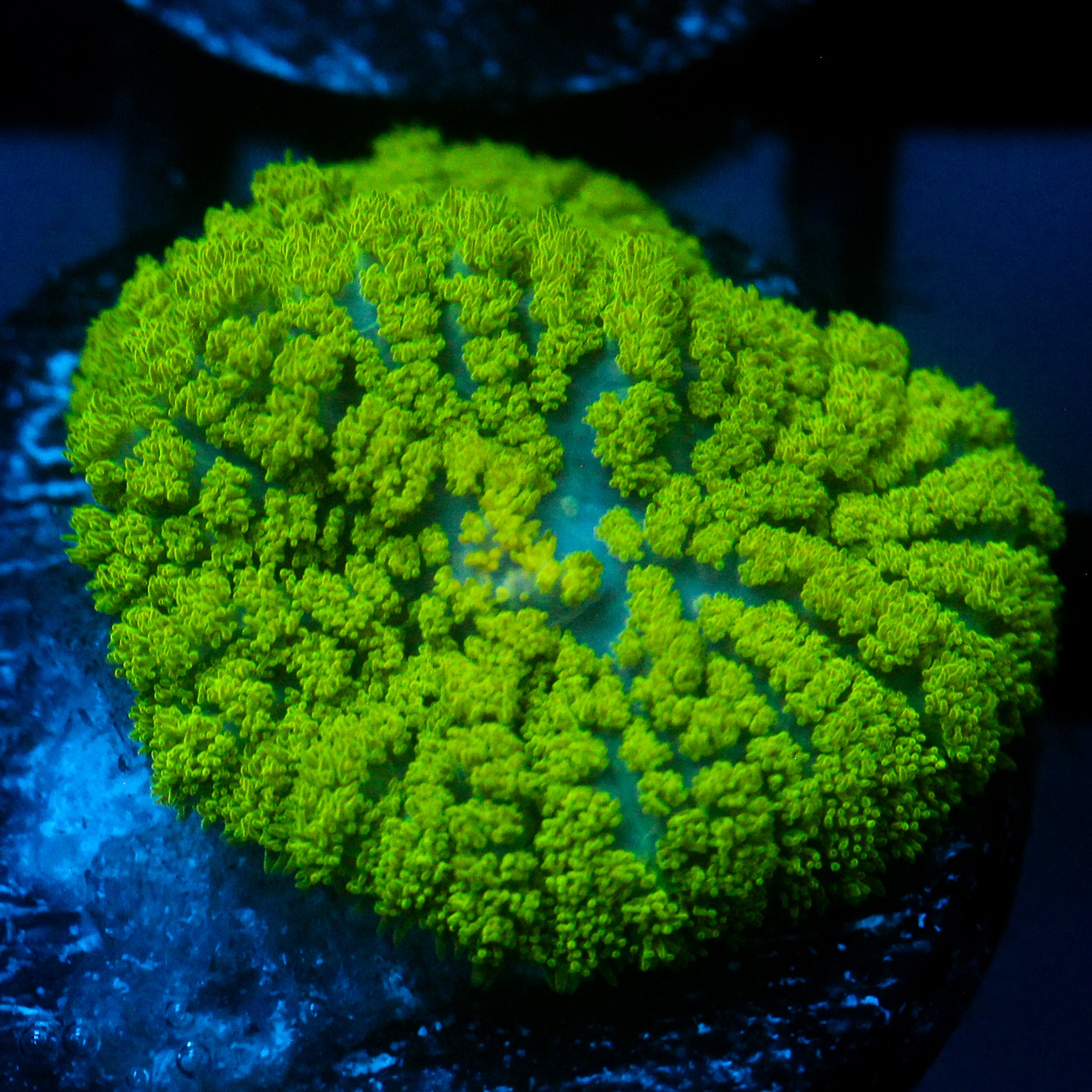 JC Neon Green Rhodactis