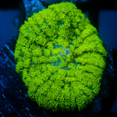 JC Neon Green Rhodactis