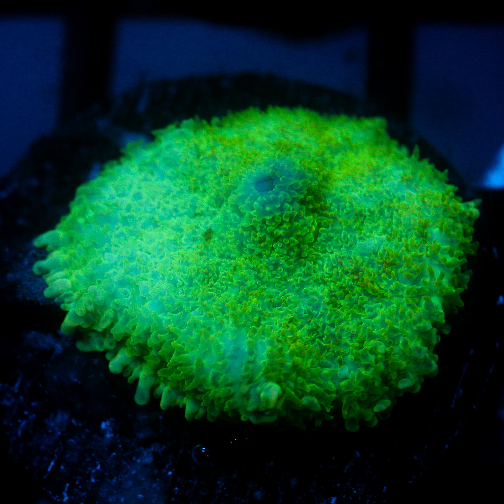 JC Lush Mesa Rhodactis