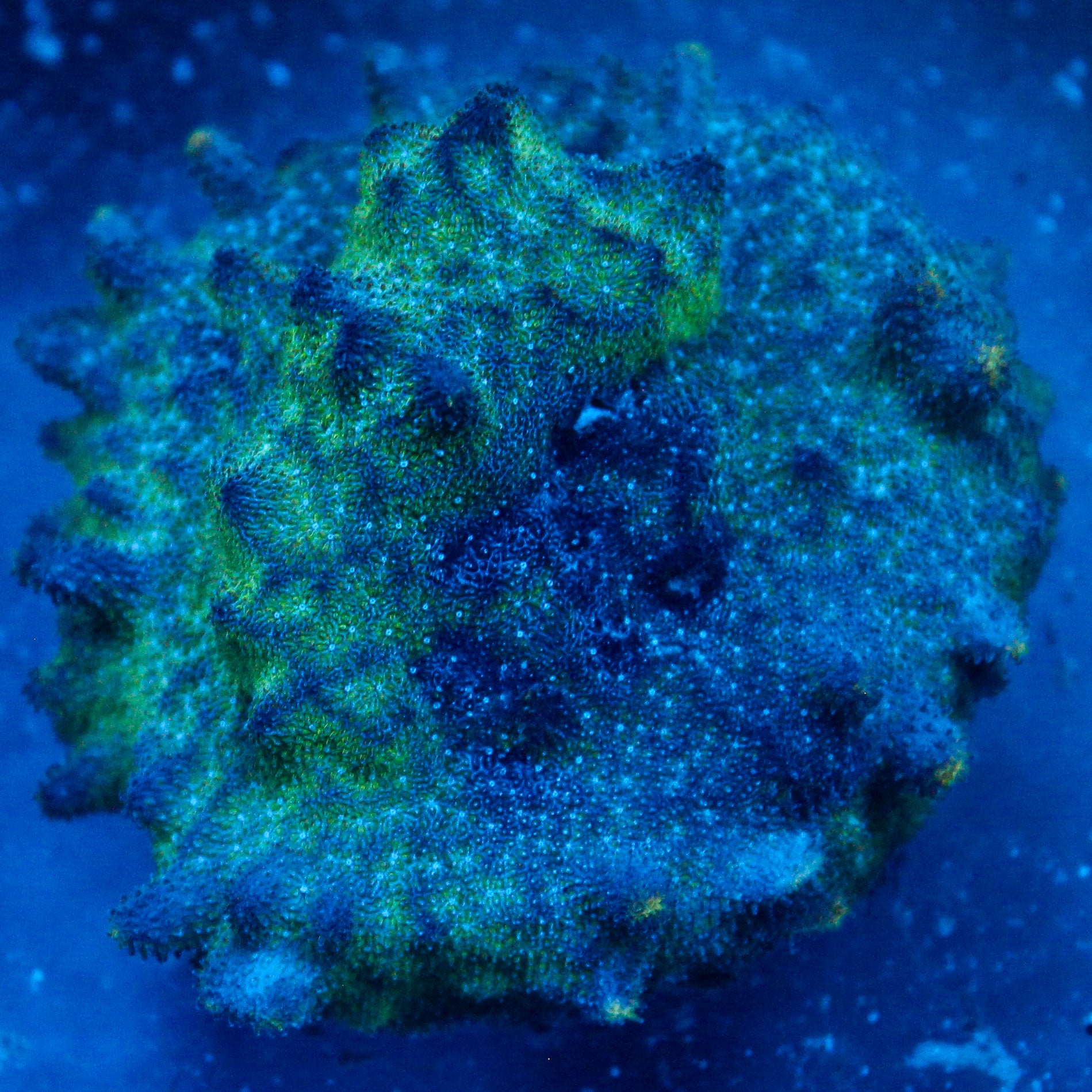 JC Biota Voyager S Psammacora