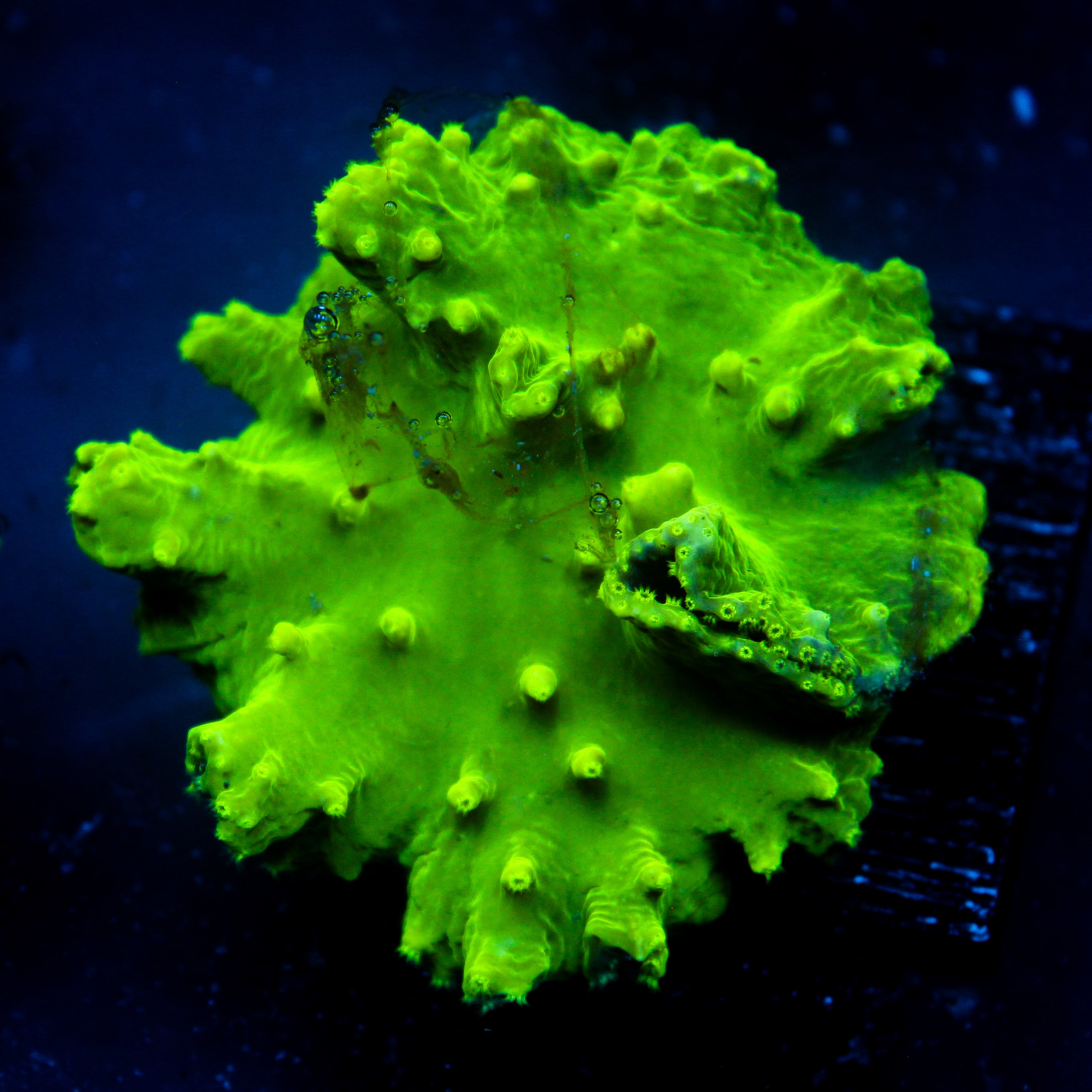 JC Neon Green Cabbage Coral 2.5"+