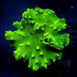 JC Neon Green Cabbage Coral 2.5