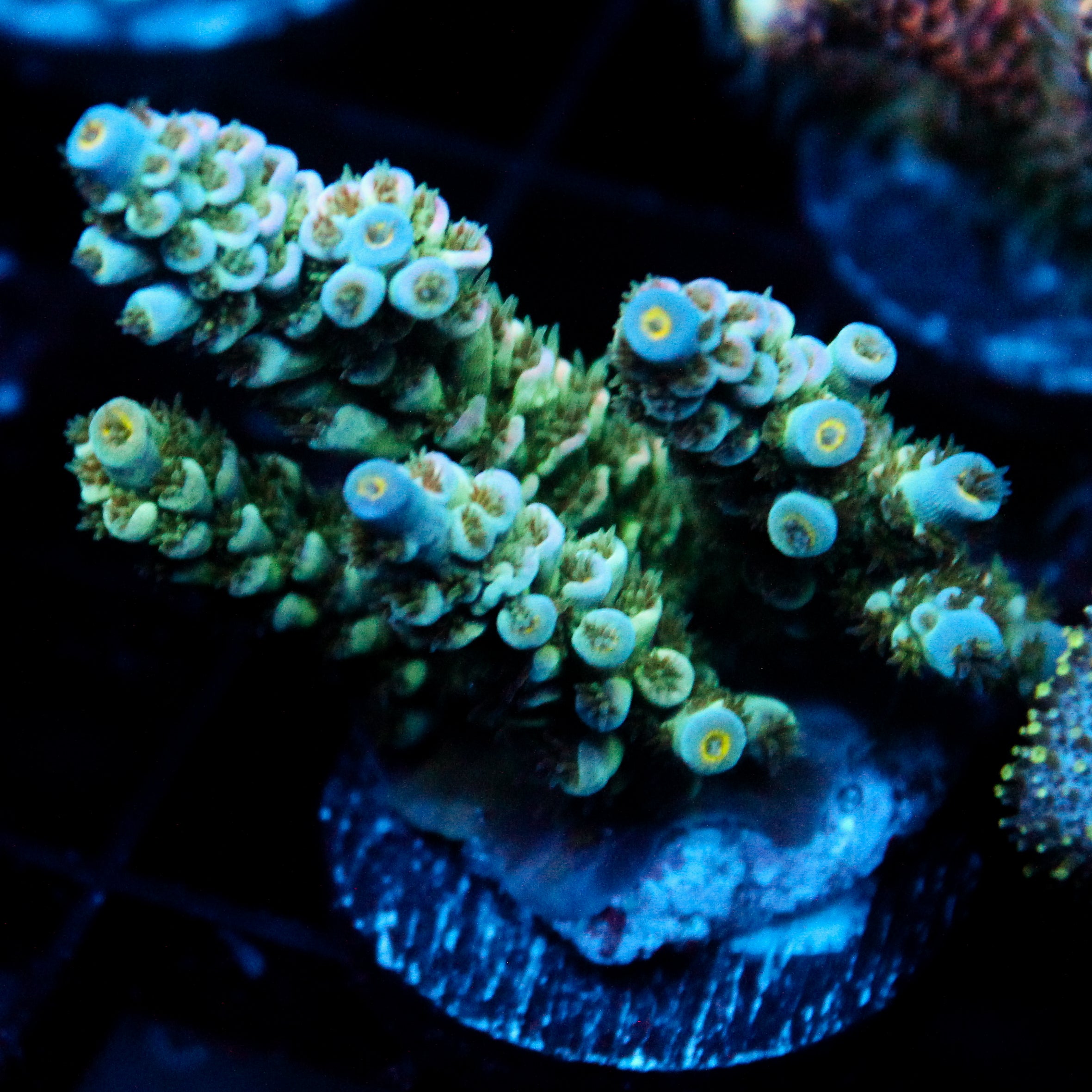 JC Green Demon Acro