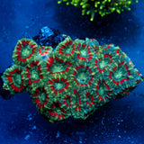 JC Blue Tiger Acan Mini Colony