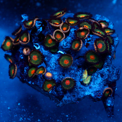 JC Alien Blood Zoanthid Chunk