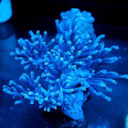 JC Long Polyp Leather Coral