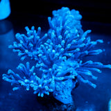 JC Long Polyp Leather Coral