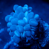JC Biota Aquacultured Pearl Bubble Coral