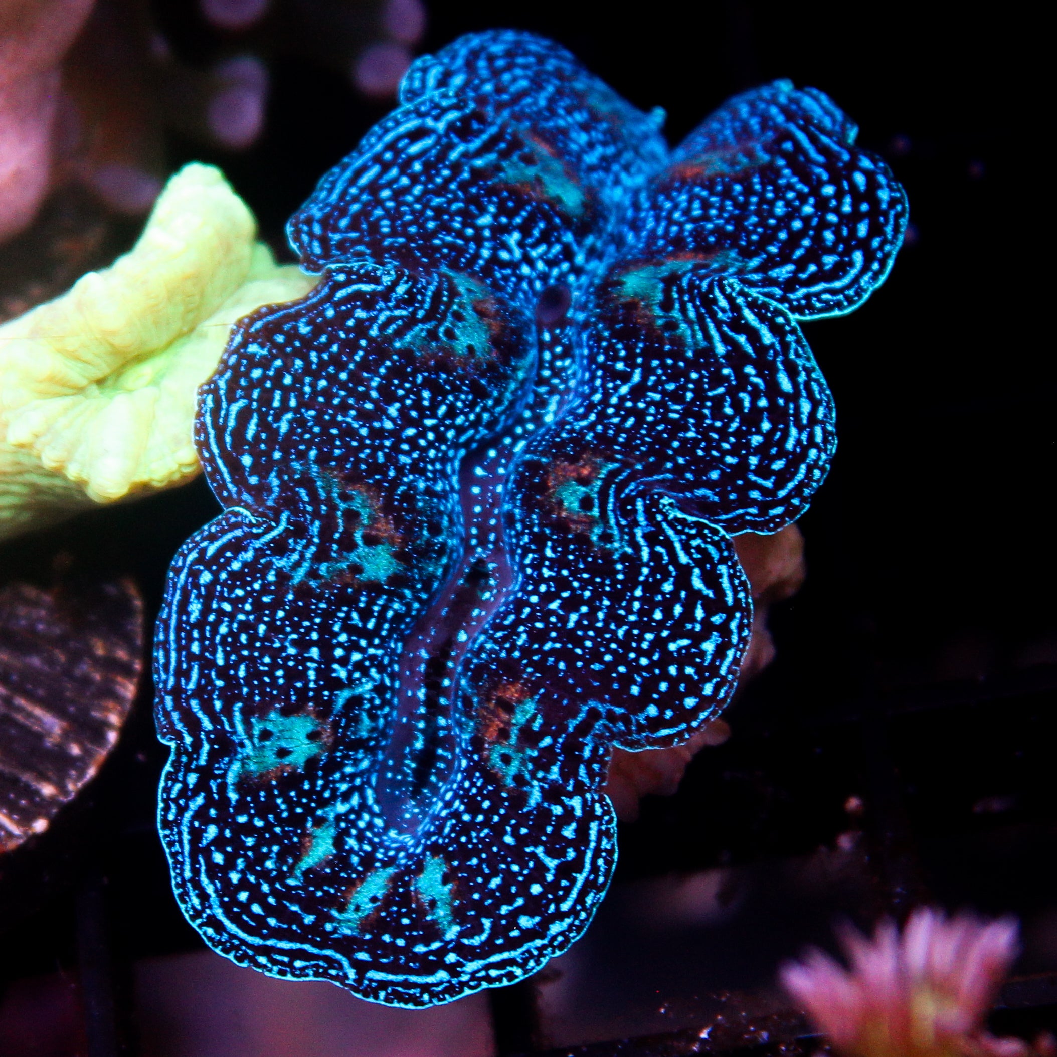 JC Biota Aquacultured Ultra Crocea