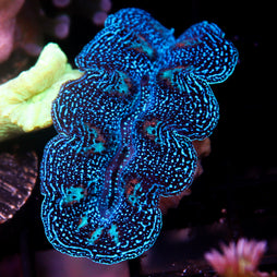JC Biota Aquacultured Ultra Crocea