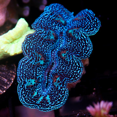 JC Biota Aquacultured Ultra Crocea