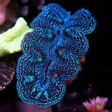 JC Biota Aquacultured Ultra Crocea