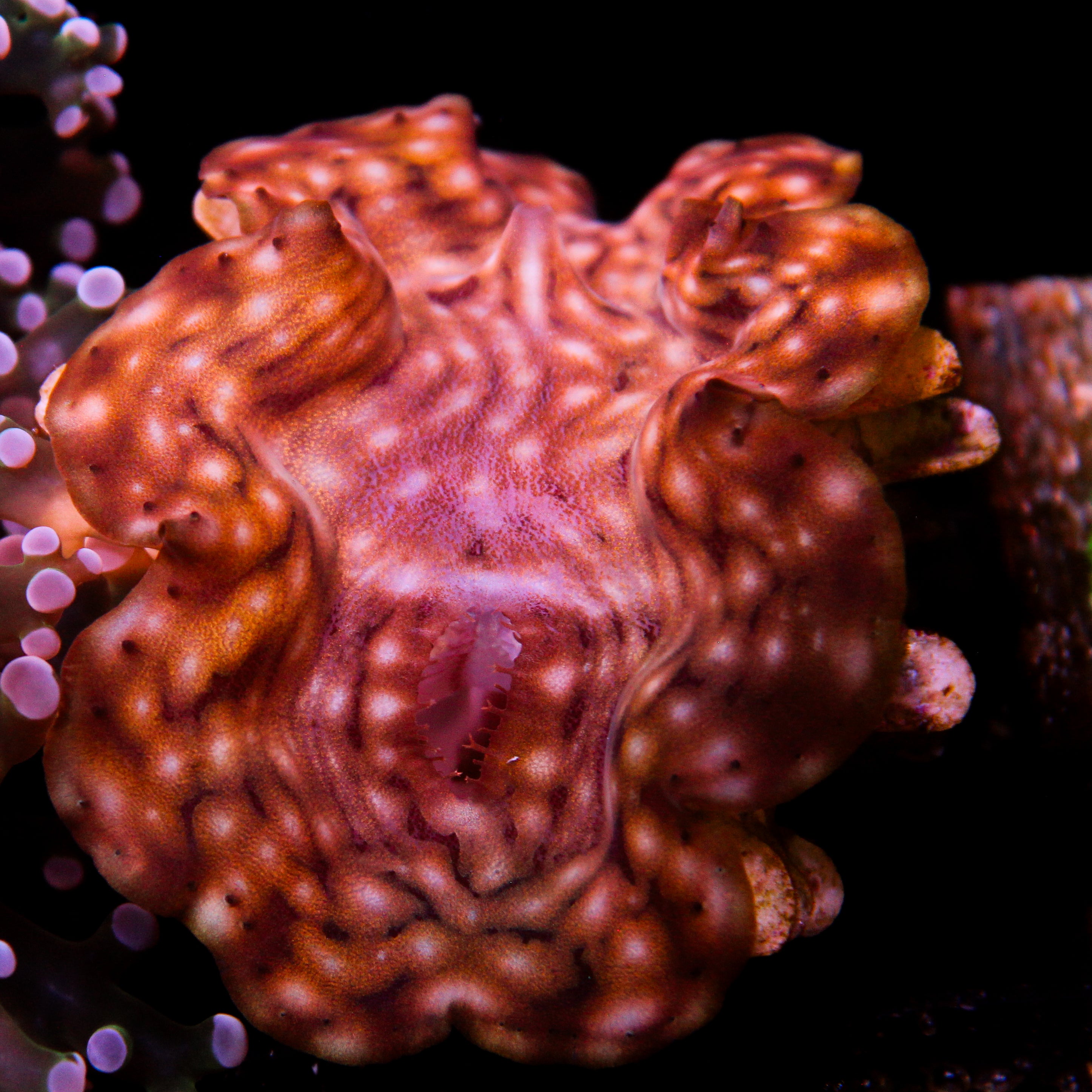 JC Chunky Squamosa (Last one)