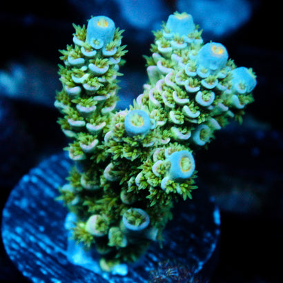 JC Blue Demon Acro