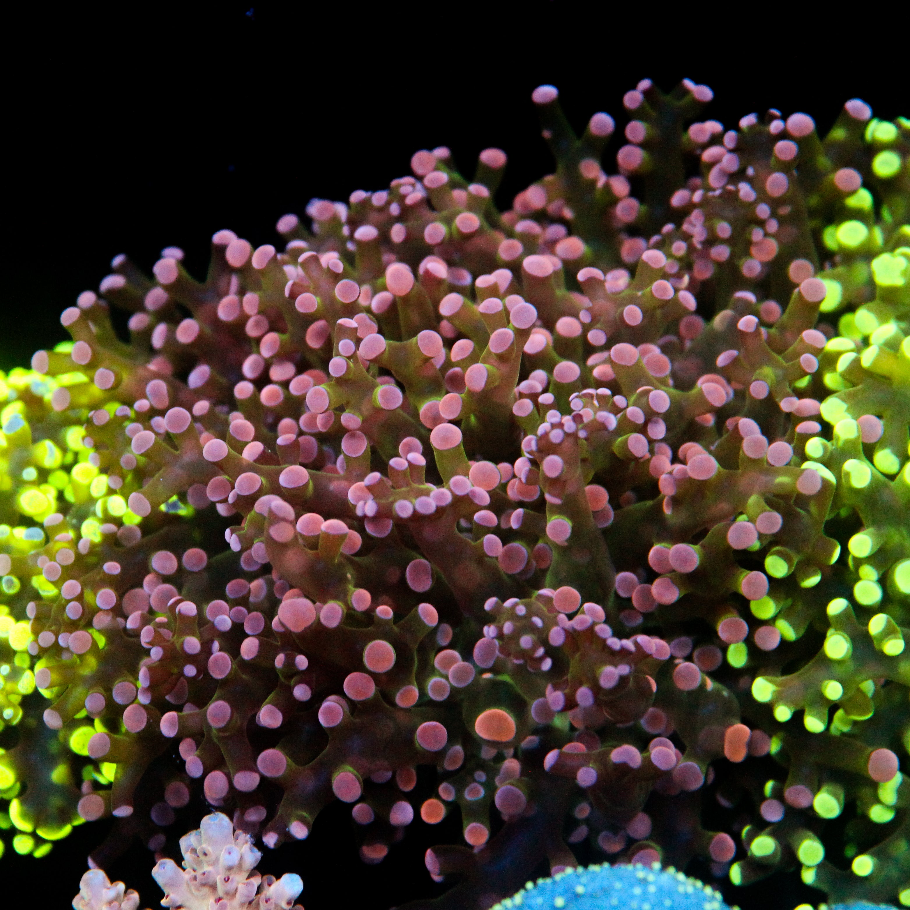 JC Pink Tip Frogspawn
