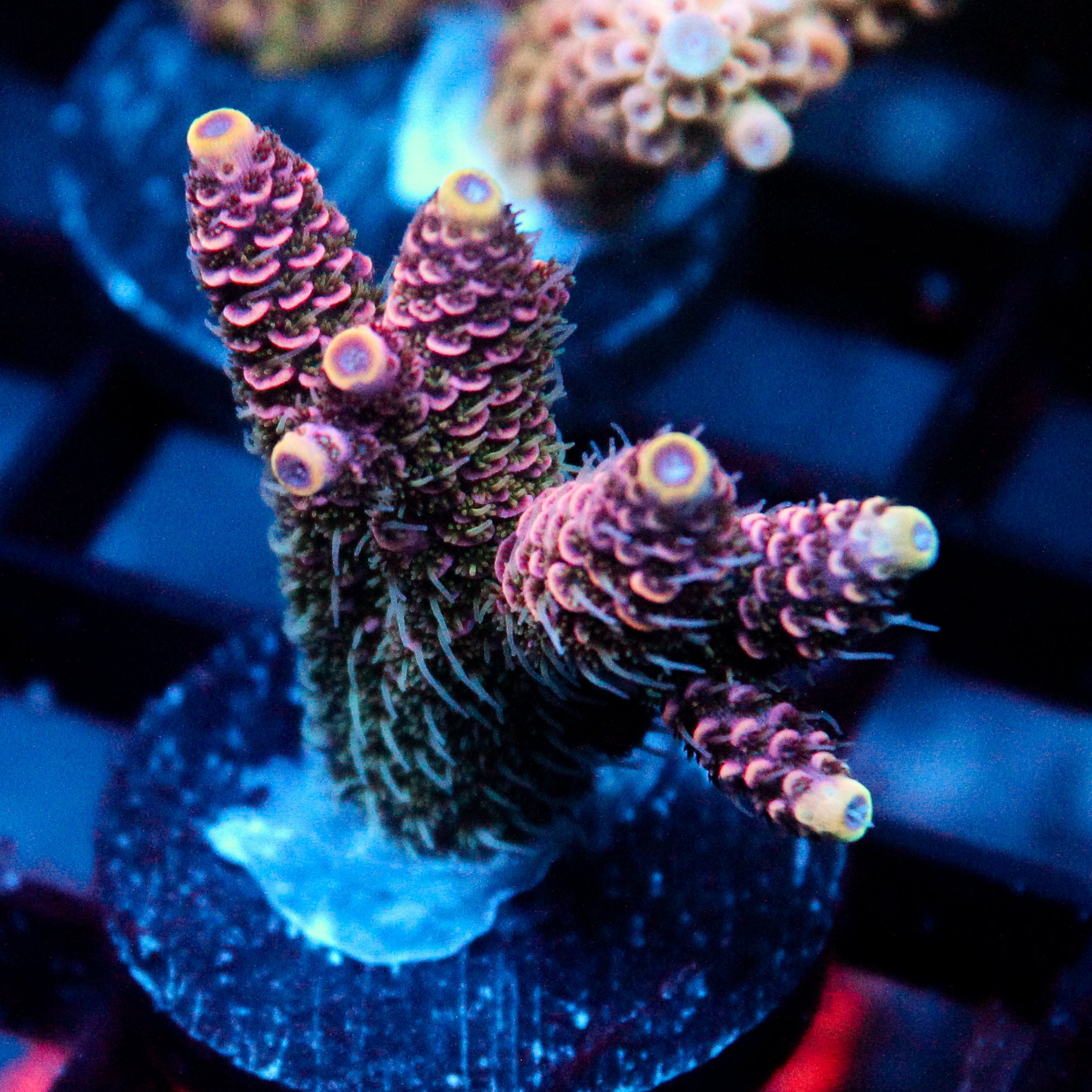 JC Enchantress Acro