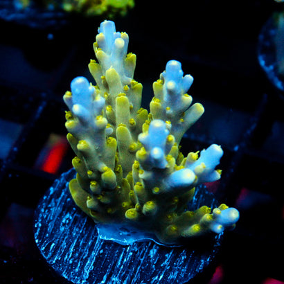JC Frog Strike Acro