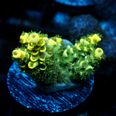 JC Tropical Fever Acro