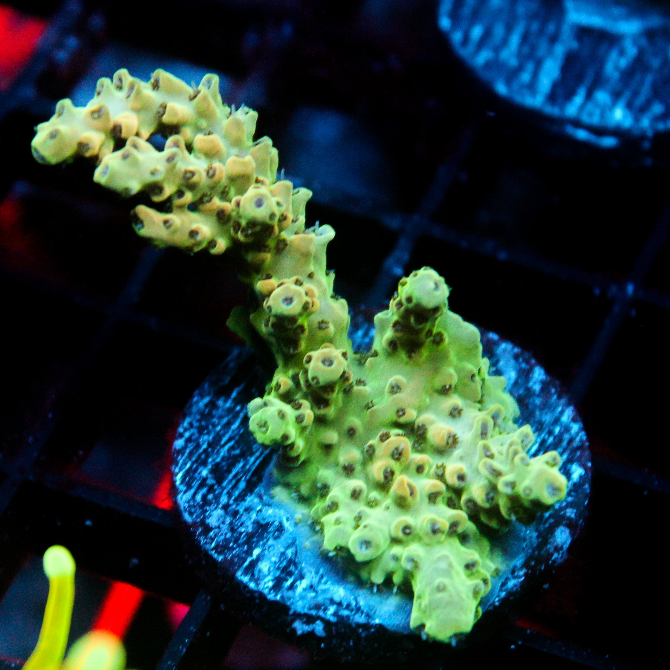 JC Monster Tendril