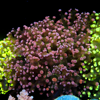 JC Pink Tip Frogspawn
