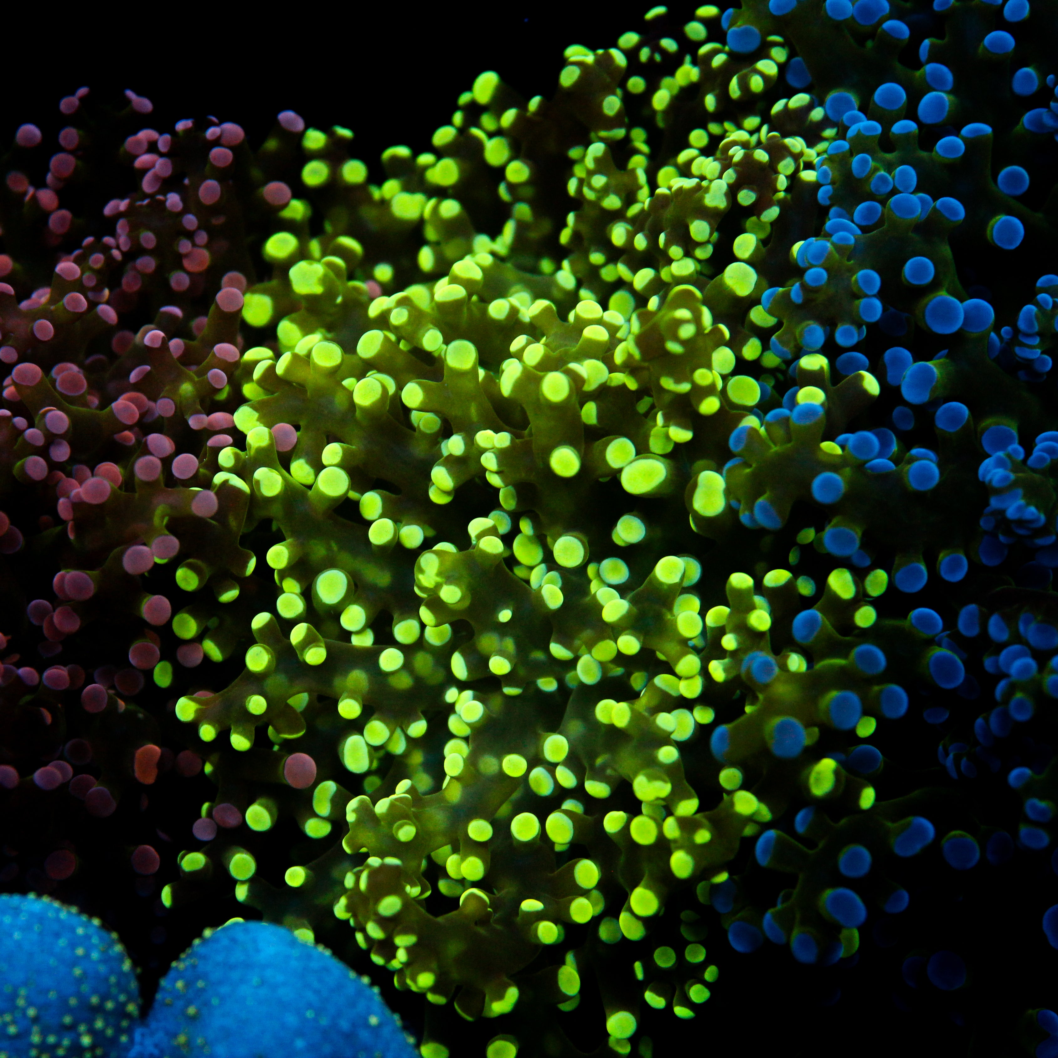 JC Minty Frogspawn
