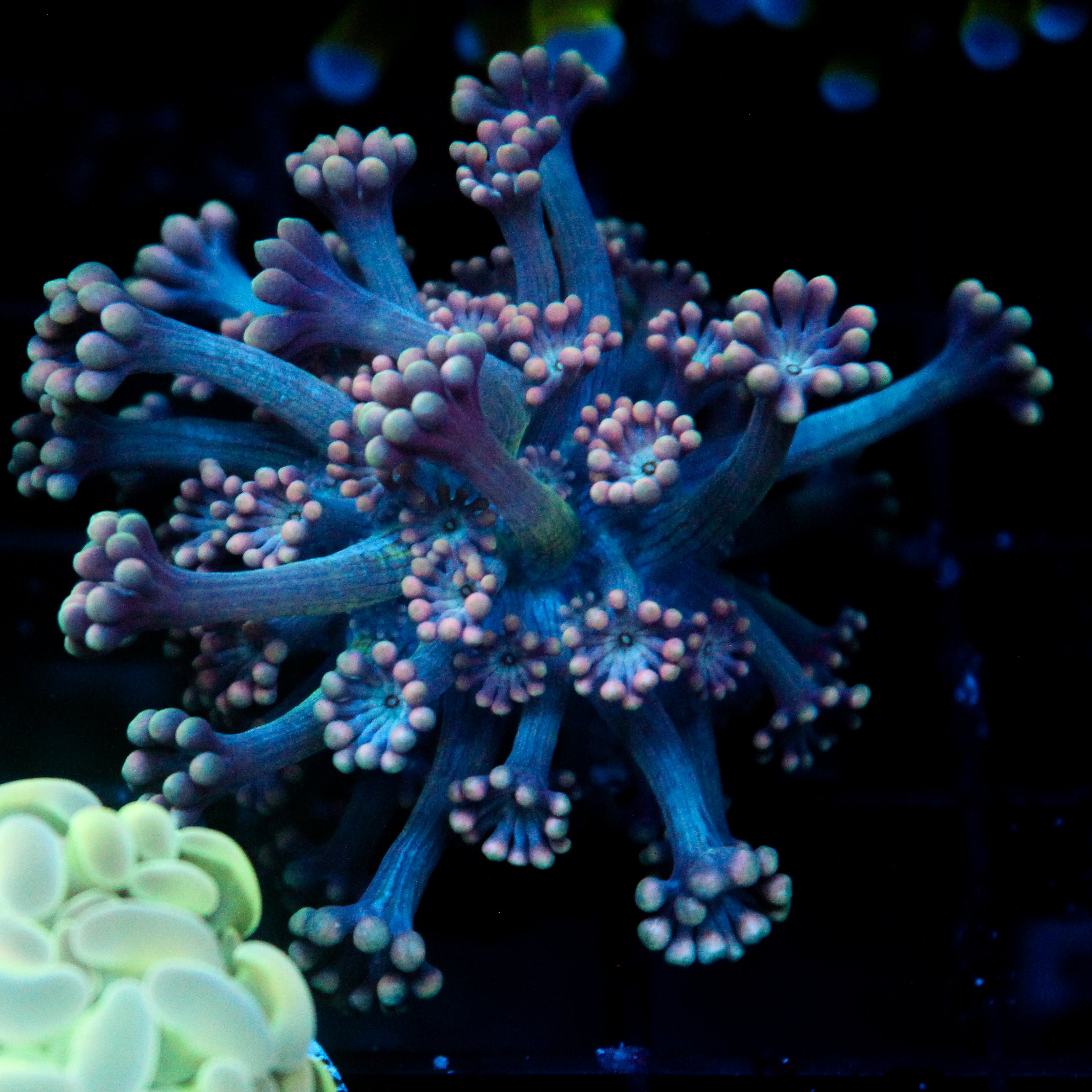JC Heartwarmer Alveopora